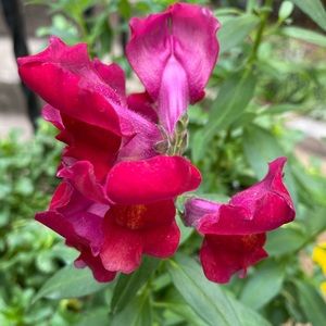 Meet your Posher, Hamok